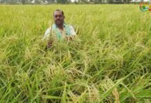 செங்கல்பட்டுக்கு பெருமை சேர்த்த சிறுமணி நெல்