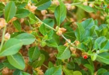 ‘மூலிகைகளின் அரசன்’ அஸ்வகந்தா இலைகளுக்குத் தடை! மத்திய அரசு உத்தரவு – பின்னணி என்ன?