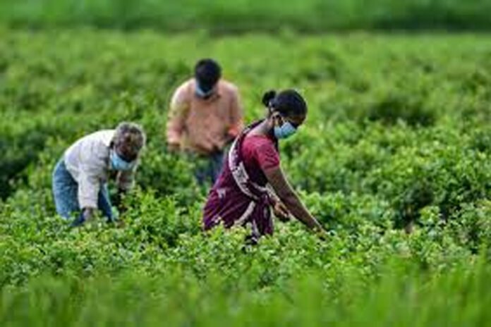 chengalpattu farmer