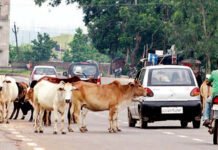 செங்கல்பட்டில் சாலைகளில் சுற்றும் மாடுகள் – விபத்துகள் அதிகரிப்பு