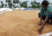 நெல்லுக்கான ஆதார விலை உயர்வு: மத்திய அமைச்சரவை அதிரடி ஒப்புதல்!
