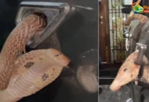 காரின் கதவில் சிக்கிய நல்ல பாம்பு – கடலூரில் பரபரப்பு!