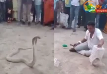 நாகத்துடன் விளையாடிய நபர் பலி – வைரலாகும் அதிர்ச்சி காட்சி