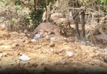 பாதுகாக்கப்பட வேண்டிய இடத்திலேயே உயிருக்கு ஆபத்து: வண்டலூர் பூங்கா மான்களின் பரிதாப நிலை!