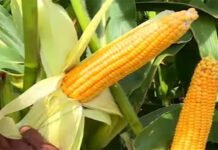 செங்கல்பட்டில் 75 ஏக்கரில் மக்காச்சோளம் சாகுபடி: விவசாயிகளுக்கு மானியம்